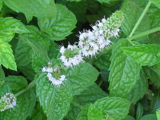 Kräuterpfefferminze - Mentha Piperita