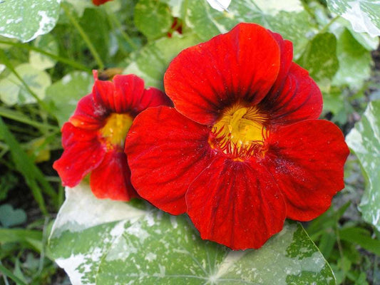 Nasturtium 'Fiery Festival' Double Red