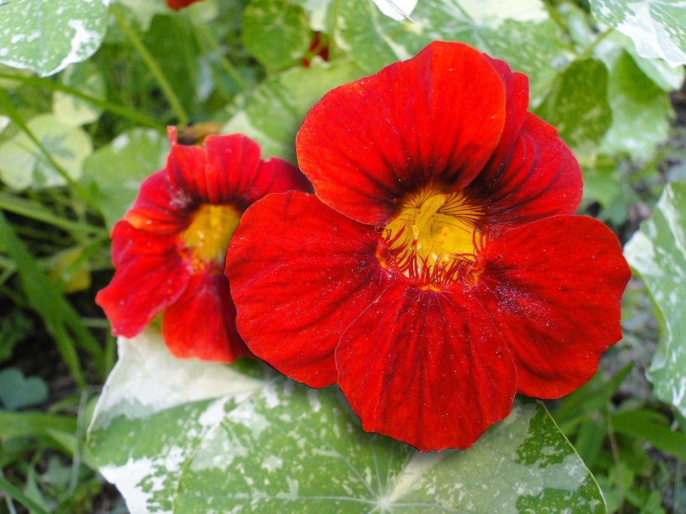 Nasturtium 'Fiery Festival' Double Red