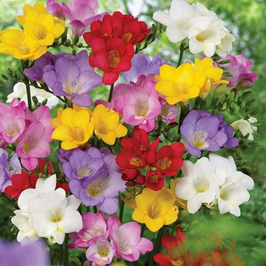 Freesia 'Royal Champion'