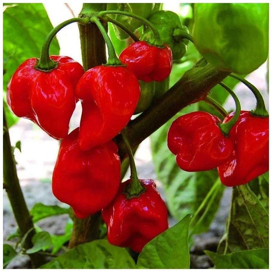 Hot Chilli Pepper 'Habanero'