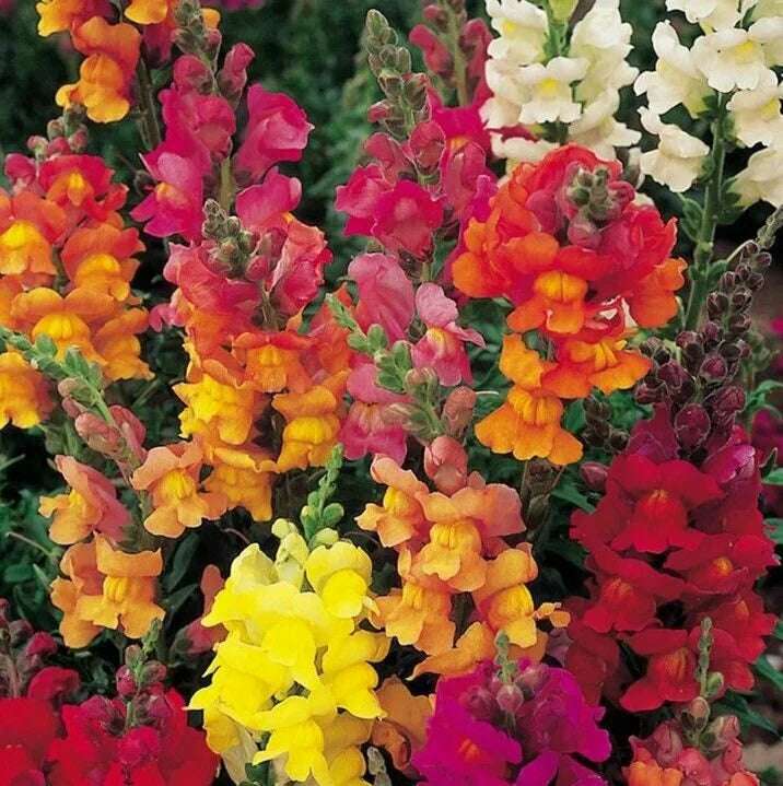 Antirrhinum Mix