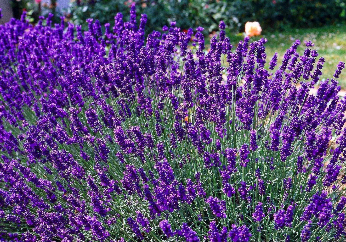 Lavender 'Hidcote' blue