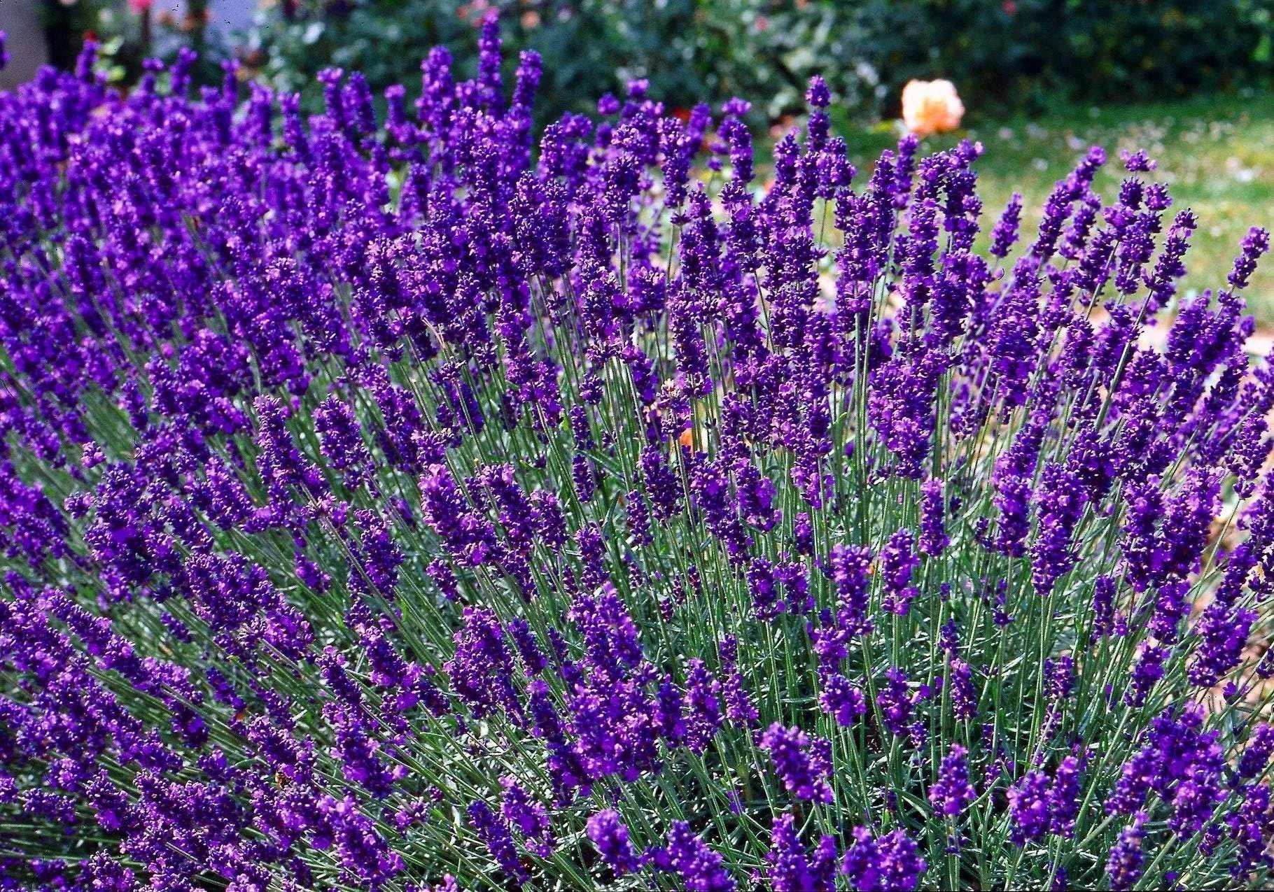 Lavender 'Hidcote' blue