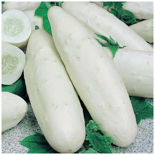 Half Long White Cucumber