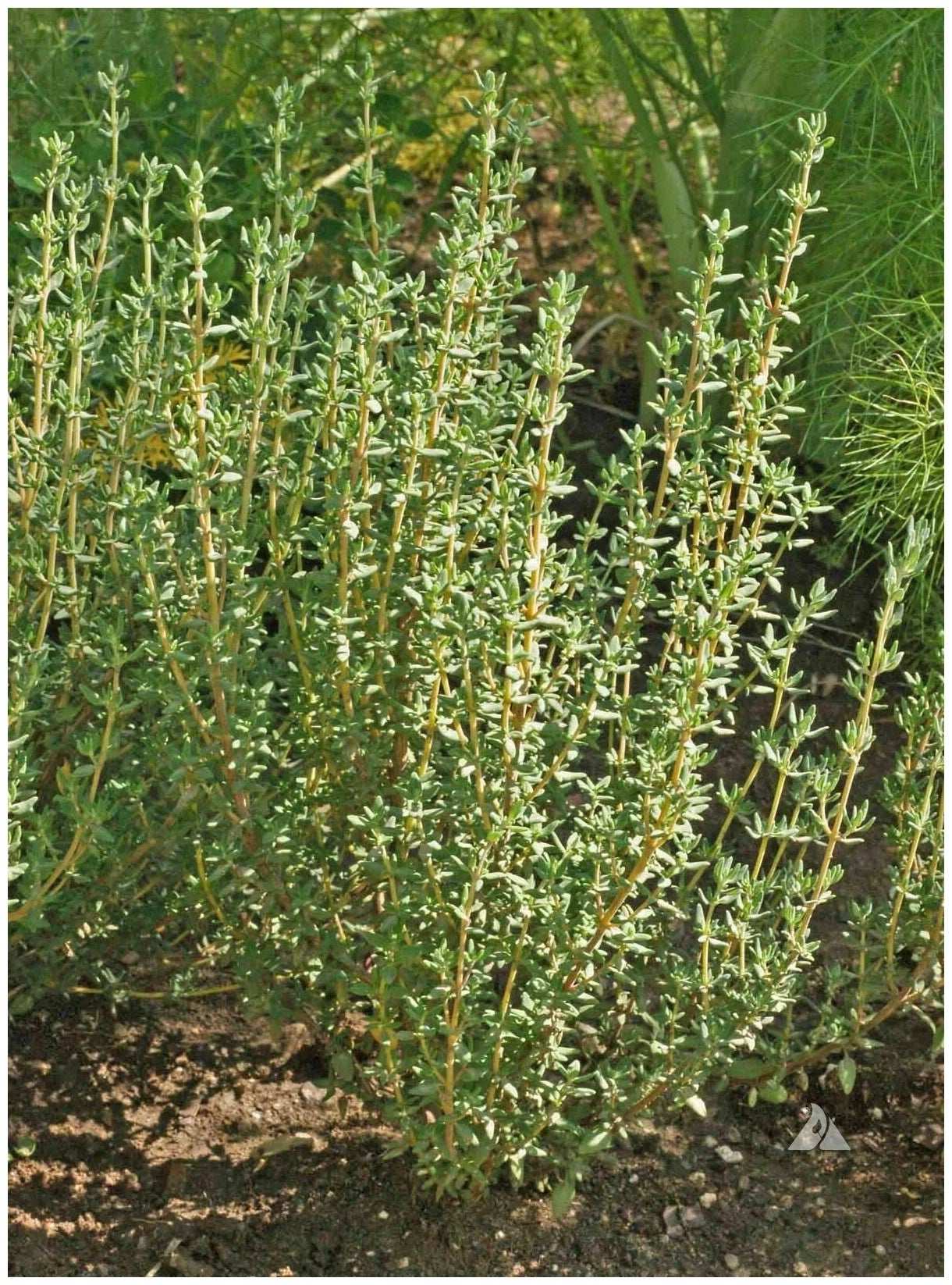 Winter English thyme