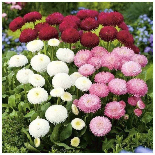 Pomponette Daisy Mixed