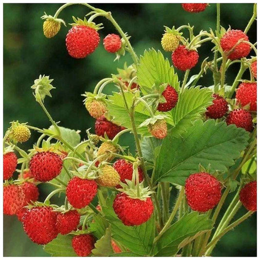 Strawberry Baron Von Solemacher