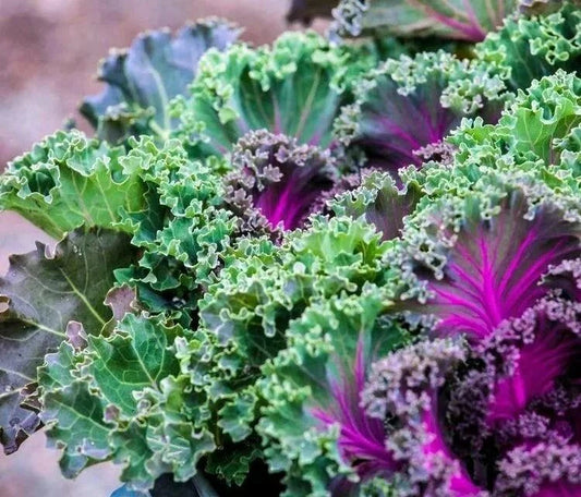 Kale 'Red russian'