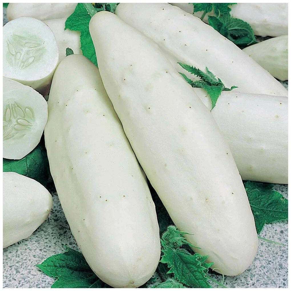Half Long White Cucumber