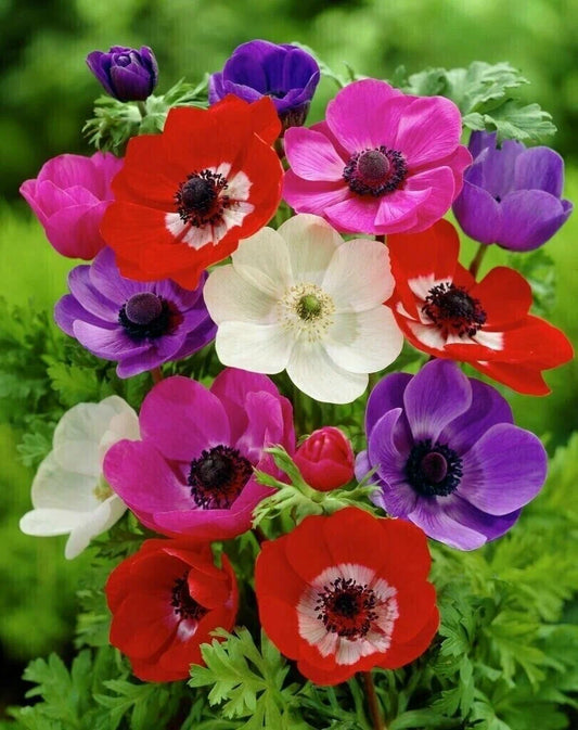 Anemone Mix