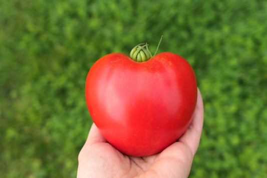 Pink Oxheart Tomato