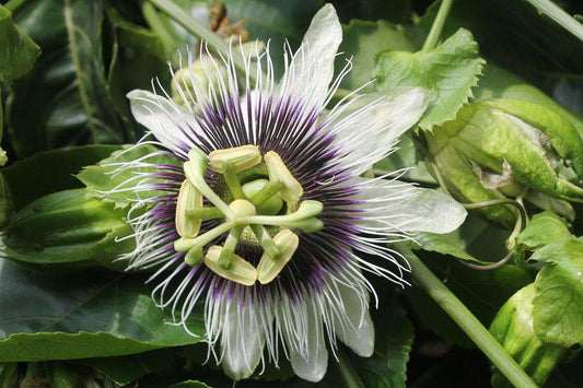 Passionfruit