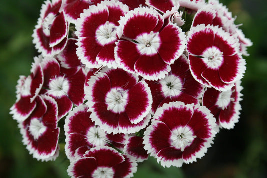 Sweet William