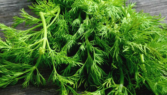 Dill 'Bouquet' - Anethum graveolens