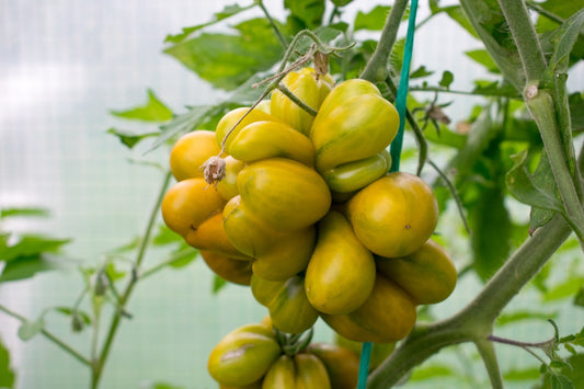 Phil's Two Tomato