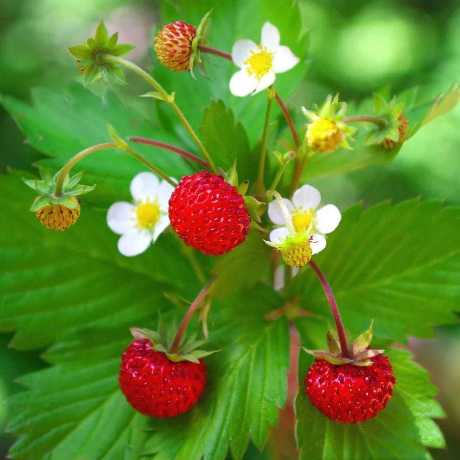 Alpine Strawberry - Fragaria vesca