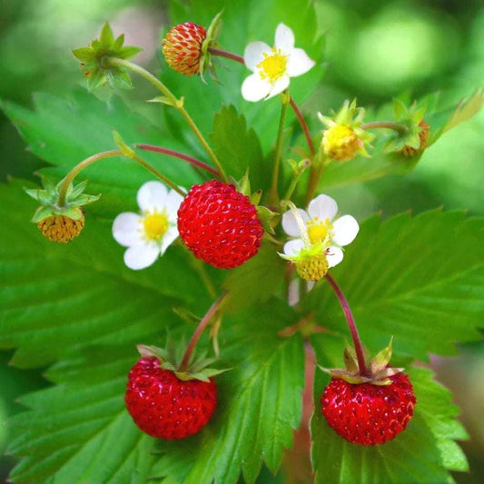 Alpine Strawberry - Fragaria vesca