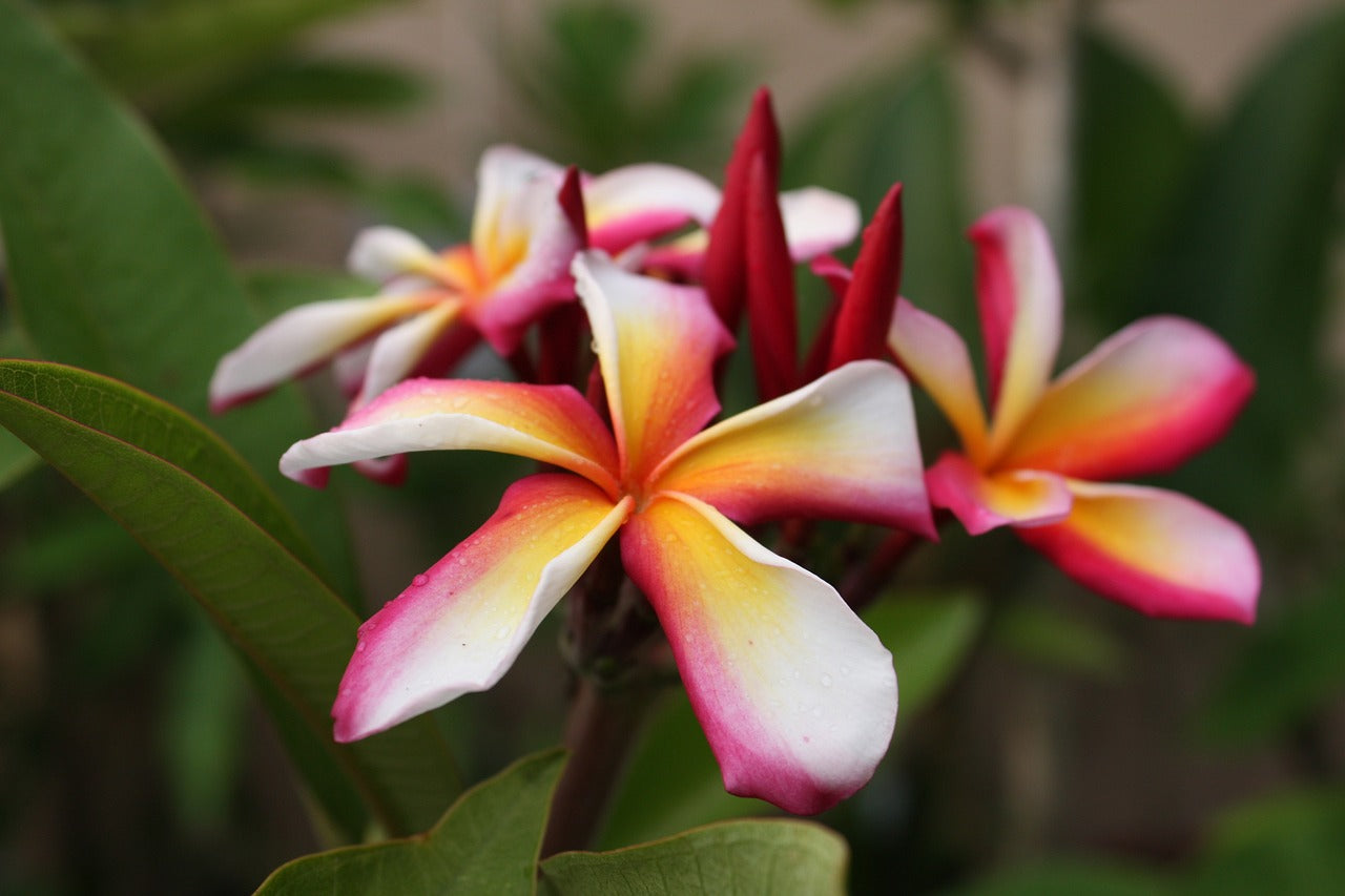 Plumeria rubra "Pink Mermaid"