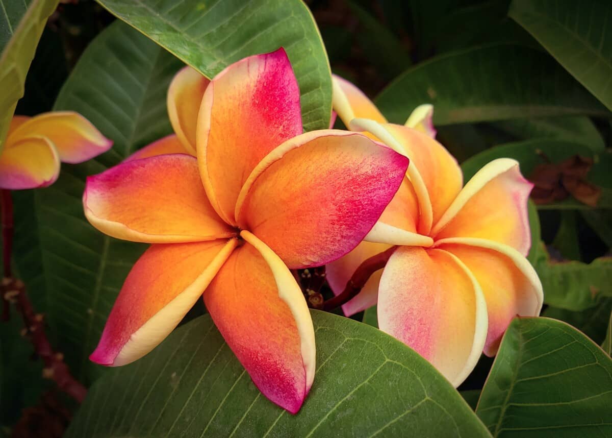 Plumeria Rubra Pink Sunset