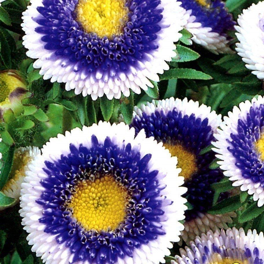 China Aster Mixed
