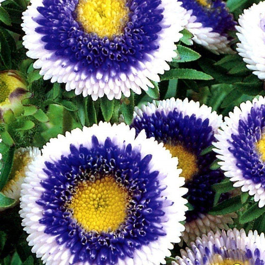 China Aster Mixed