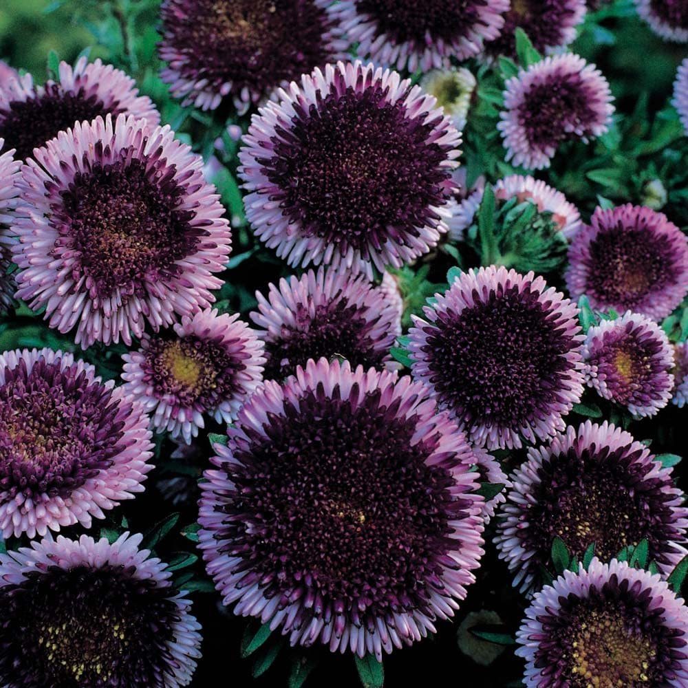 Blue Moon China Aster
