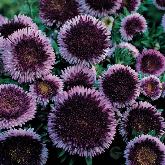Blue Moon China Aster