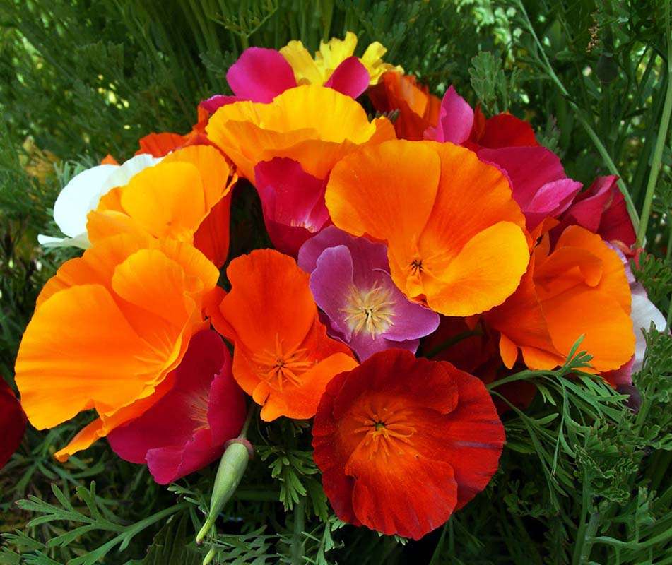 Eschscholzia California