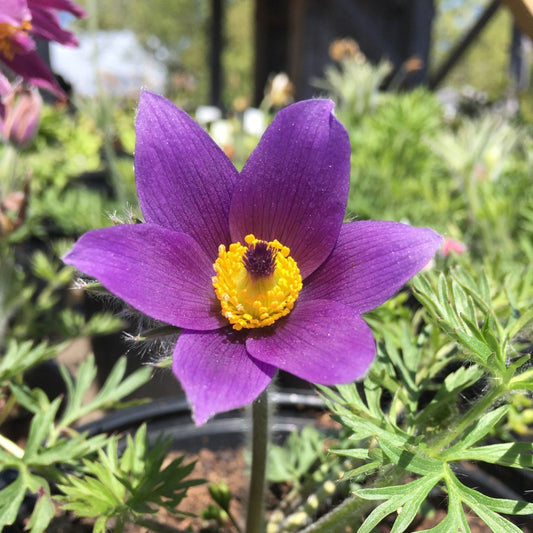 Purple Pasque