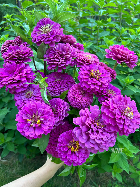 Purple Zinnia Elegans