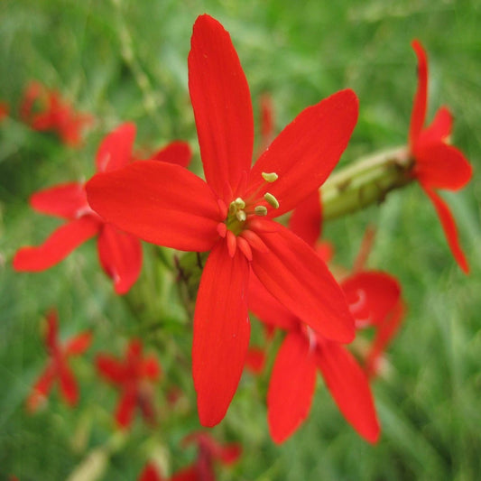 Silene Regia
