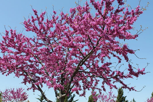 Erguvan Tree
