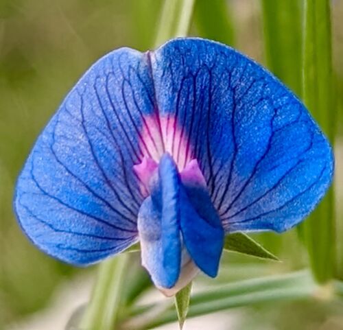 Indian Pea `Azureus` - Lathyrus sativus