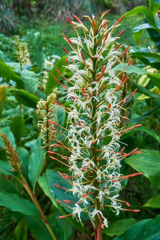 Hedychium Gracile