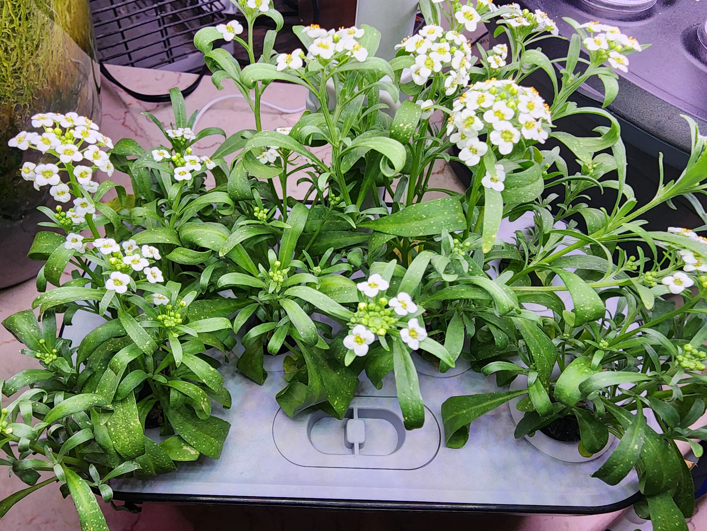 6 Pots Smart Hydroponic System