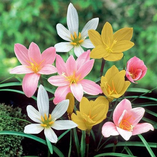 Rain Lily mix