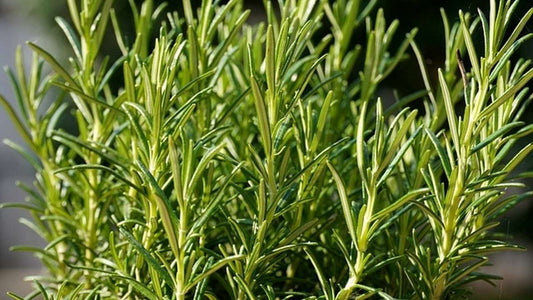 Rosemary