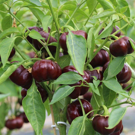 Sweet pepper 'Mini bell' chocolate