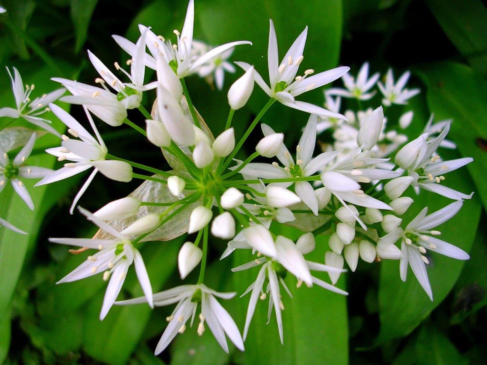 Wild Garlic