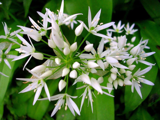 Wild Garlic