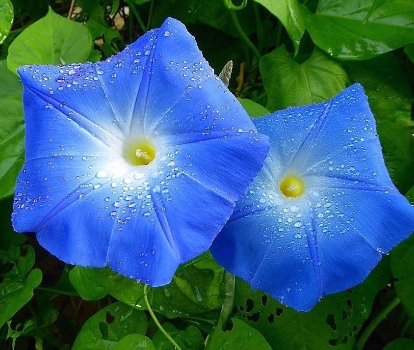 Morning glory 'Heavenly blue' - Ipomoea tricolor
