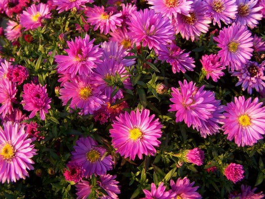 Aster dwarf - Pinocchio mixed
