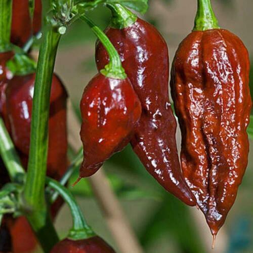 Brown Bhut Jolokia Pepper