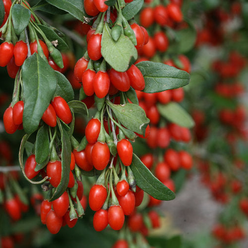 Goji Berry Wolf Grape
