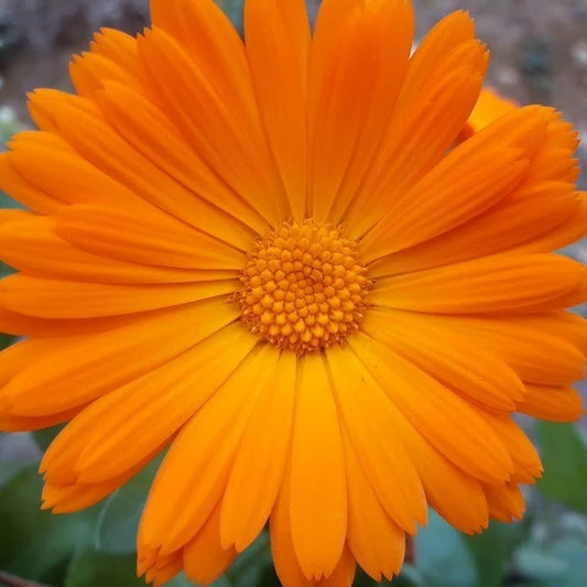 Orange African Daisy