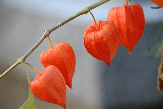Cape gooseberry