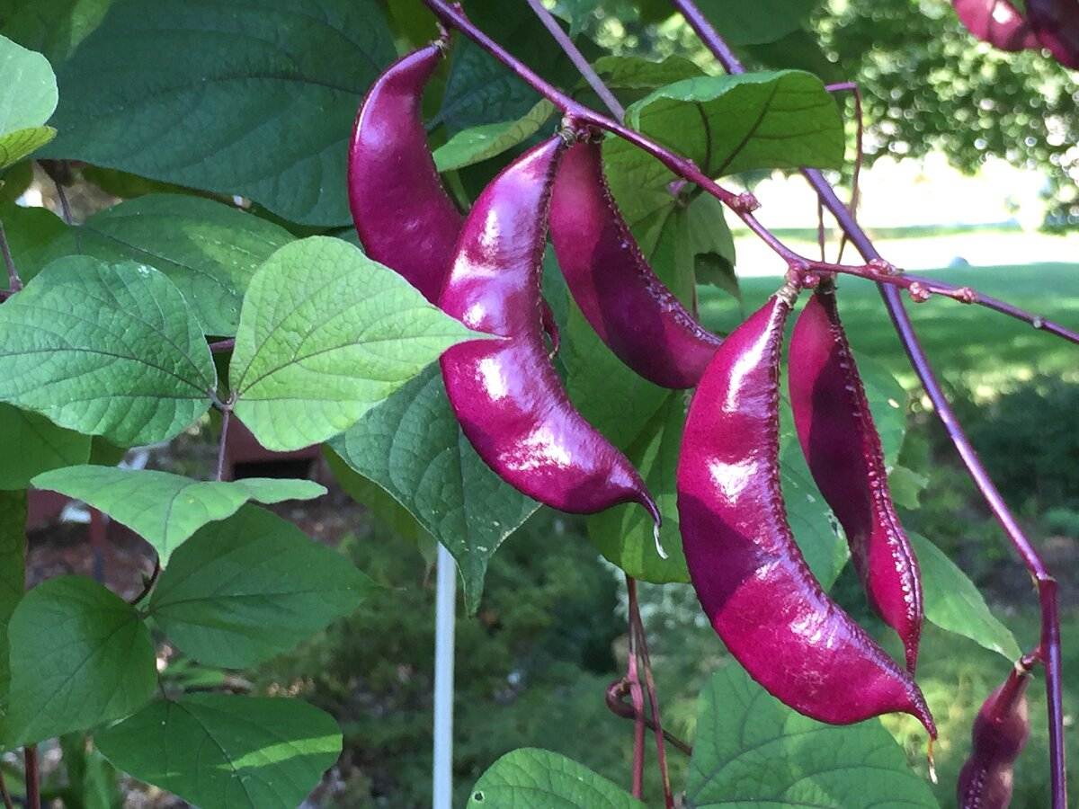 Hyacinth Bean - Dolichos lablab