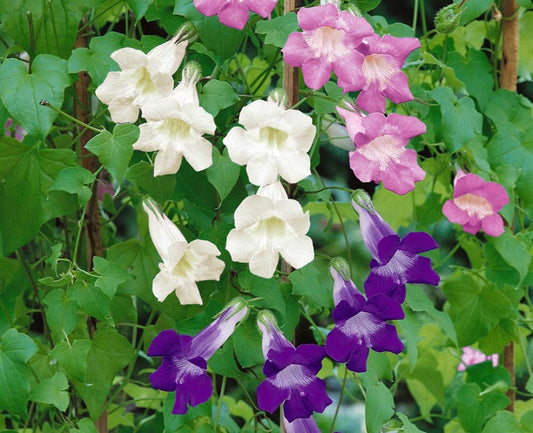 Climbing snapdragon mix - Asarina scandens