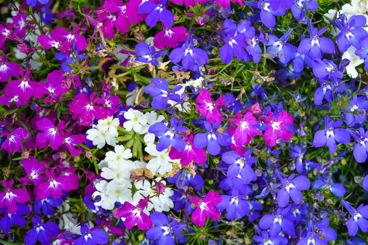 Mixed colors of Edging Lobelia flowers in vibrant blues, purples, pinks, and whites.